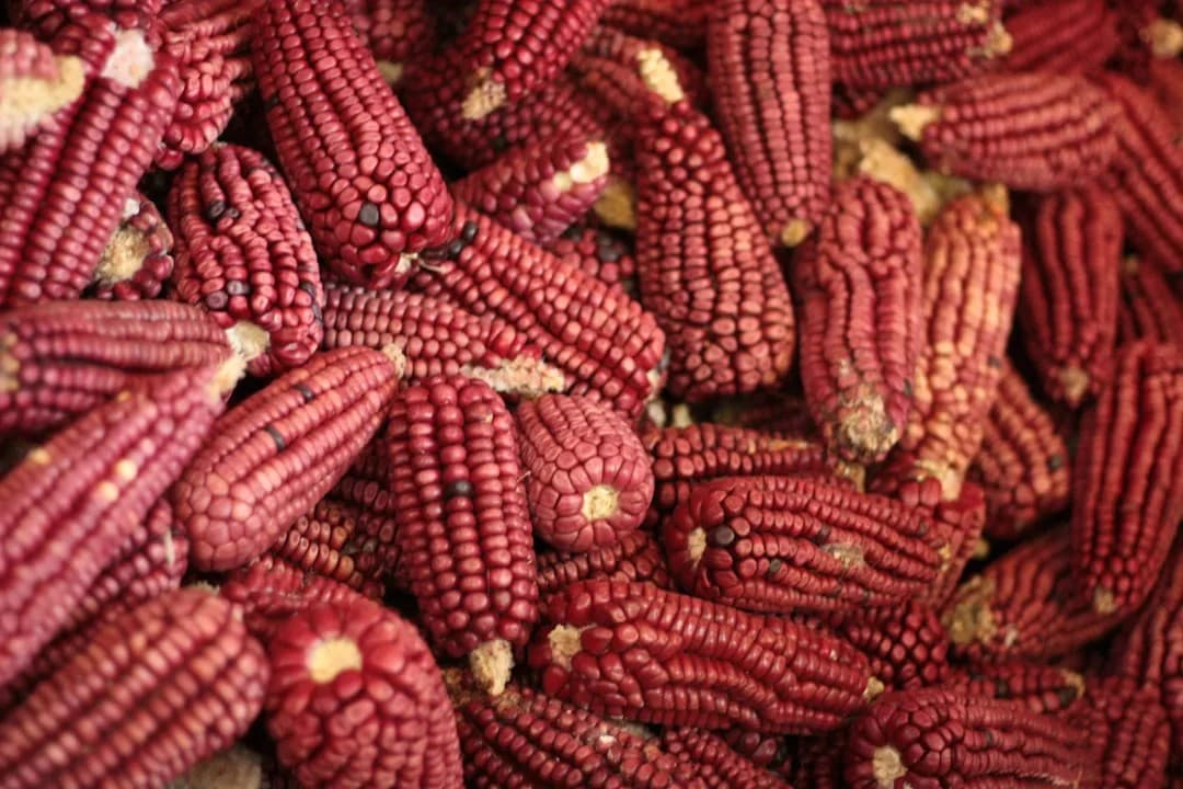 Tlajomulco otorgará incentivo de 300 pesos por tonelada a productores de maíz