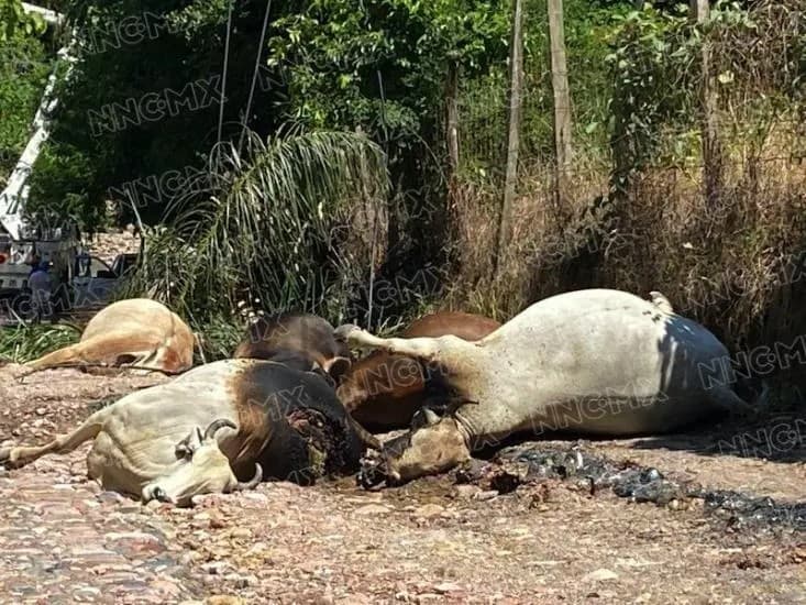 ¡Vacas murieron electrocutadas!