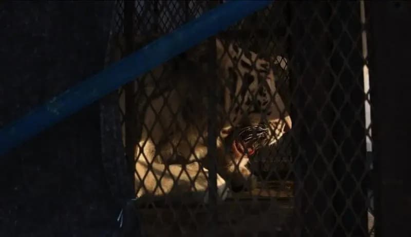 Culiacán. Aseguran animales exóticoss, inmueble y vehículos en la Bachigualato