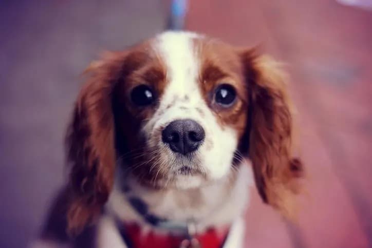 Cómo cuidar de tus mascotas en tiempo de cuarentena