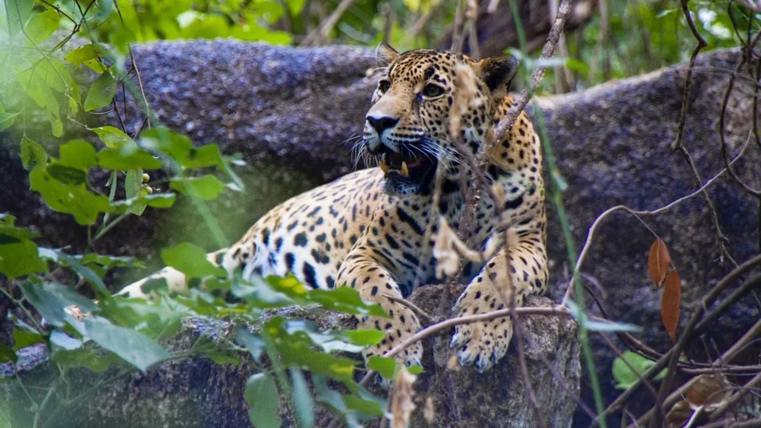 Se establece la Comisión Estatal de Protección a la Fauna en Nayarit