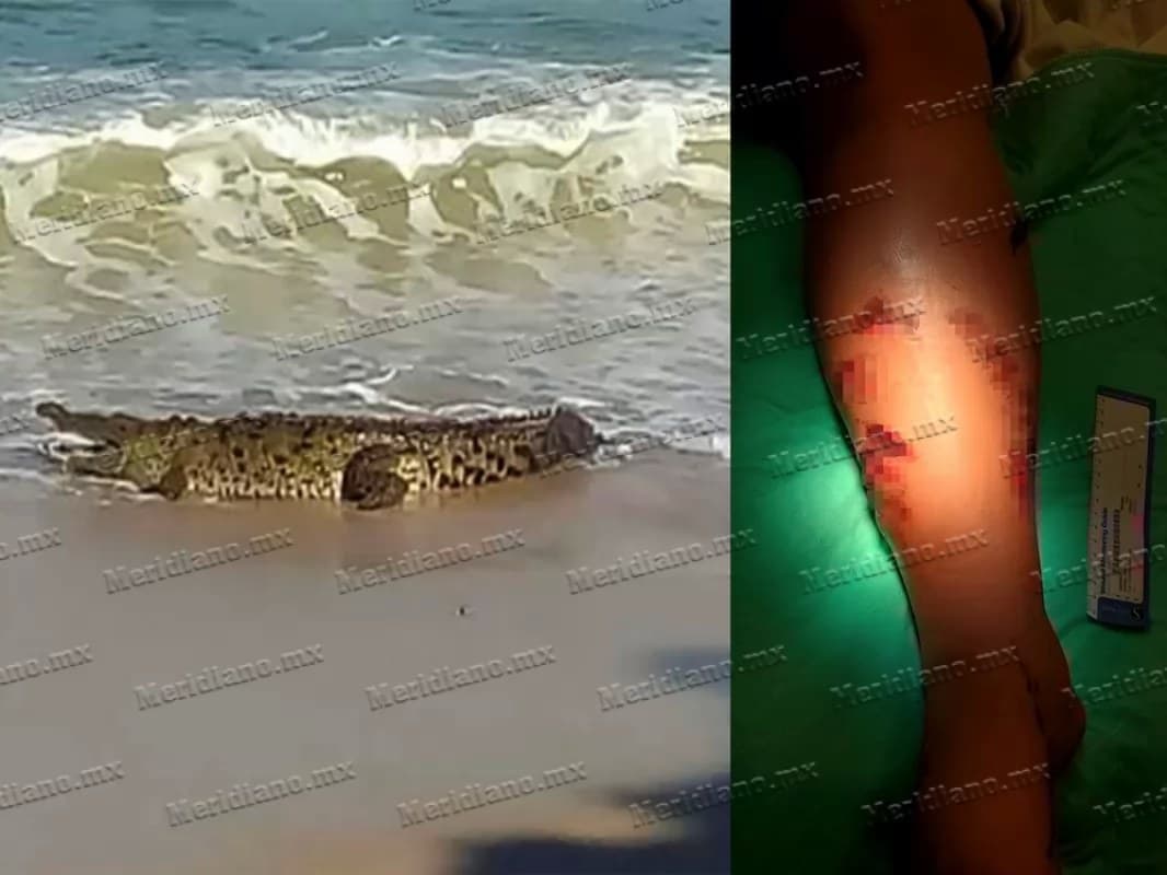 ¡turista fue atacada por cocodrilo!