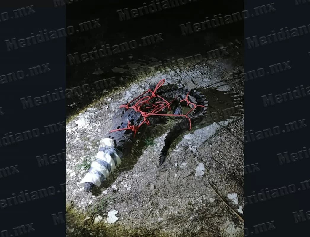 ¡capturan cocodrilo en puerto vallarta!