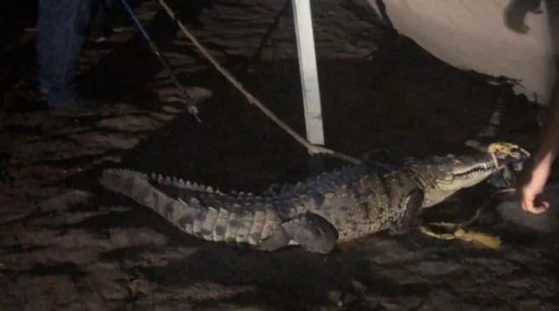 Culiacán. Retiran cocodrilo de 2 metros de zona poblada en Costa Rica