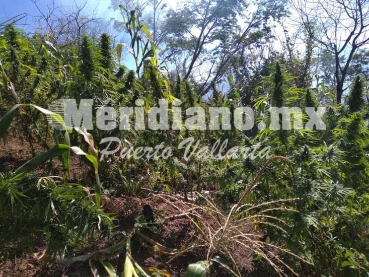 el municipio de talpa de allende   ¡militares revientan  46 narco plantíos!
