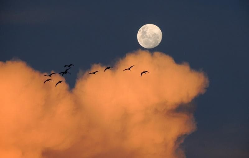 UNAM mandará nueve robots a la luna en misión Colmena