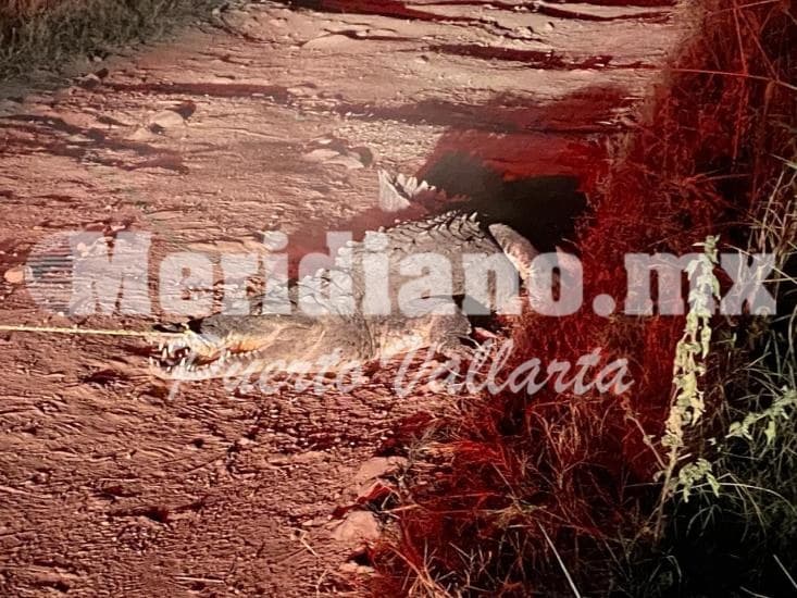 Cerca del centro de convenciones…  ¡policías capturan enorme cocodrilo!