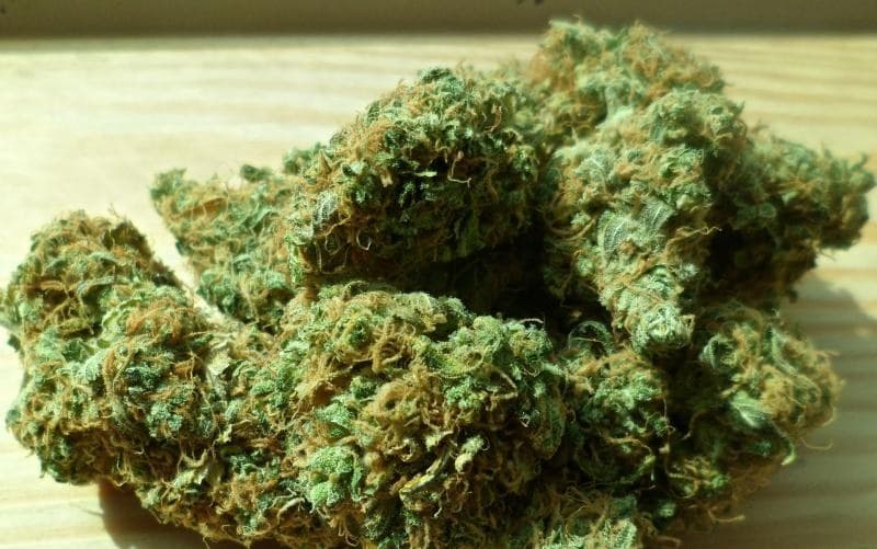 México. Llaman a regular de forma distinta el cáñamo y la cannabis