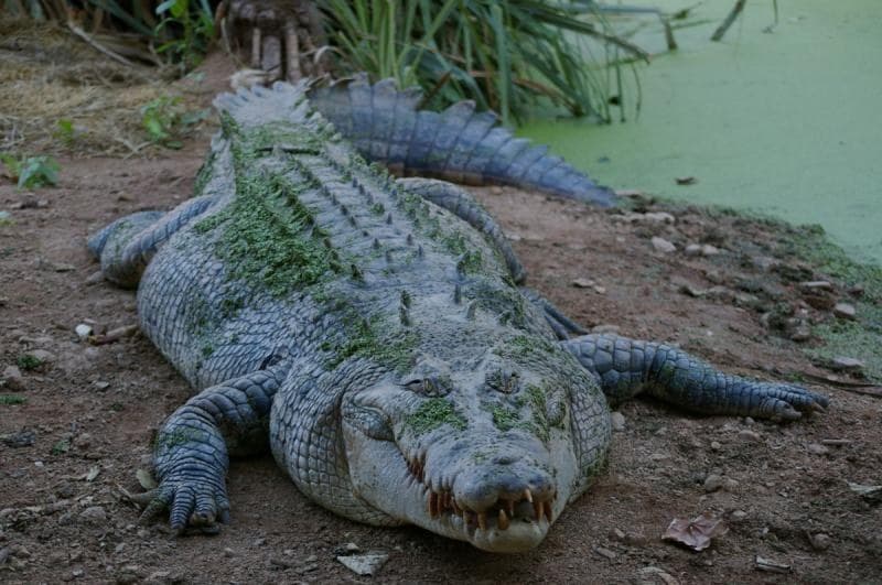 Se emite alerta por presencia de cocodrilos en el Rio Bravo