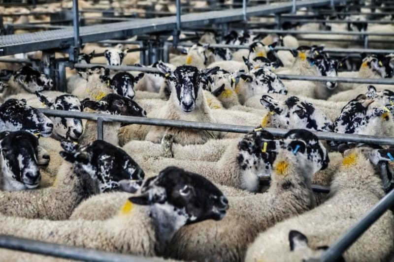 Reino Unido anuncia primera prohibición de exportación de animales vivos