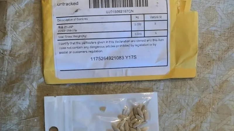 Cientos de ciudadanos de EU reciben por correo semillas provenientes de China sin haberlos pedido