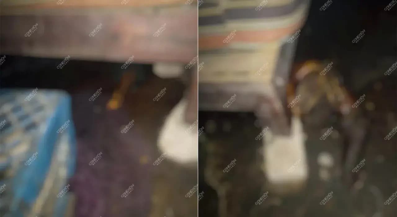 Devoran mascotas a su dueña tras haber fallecido