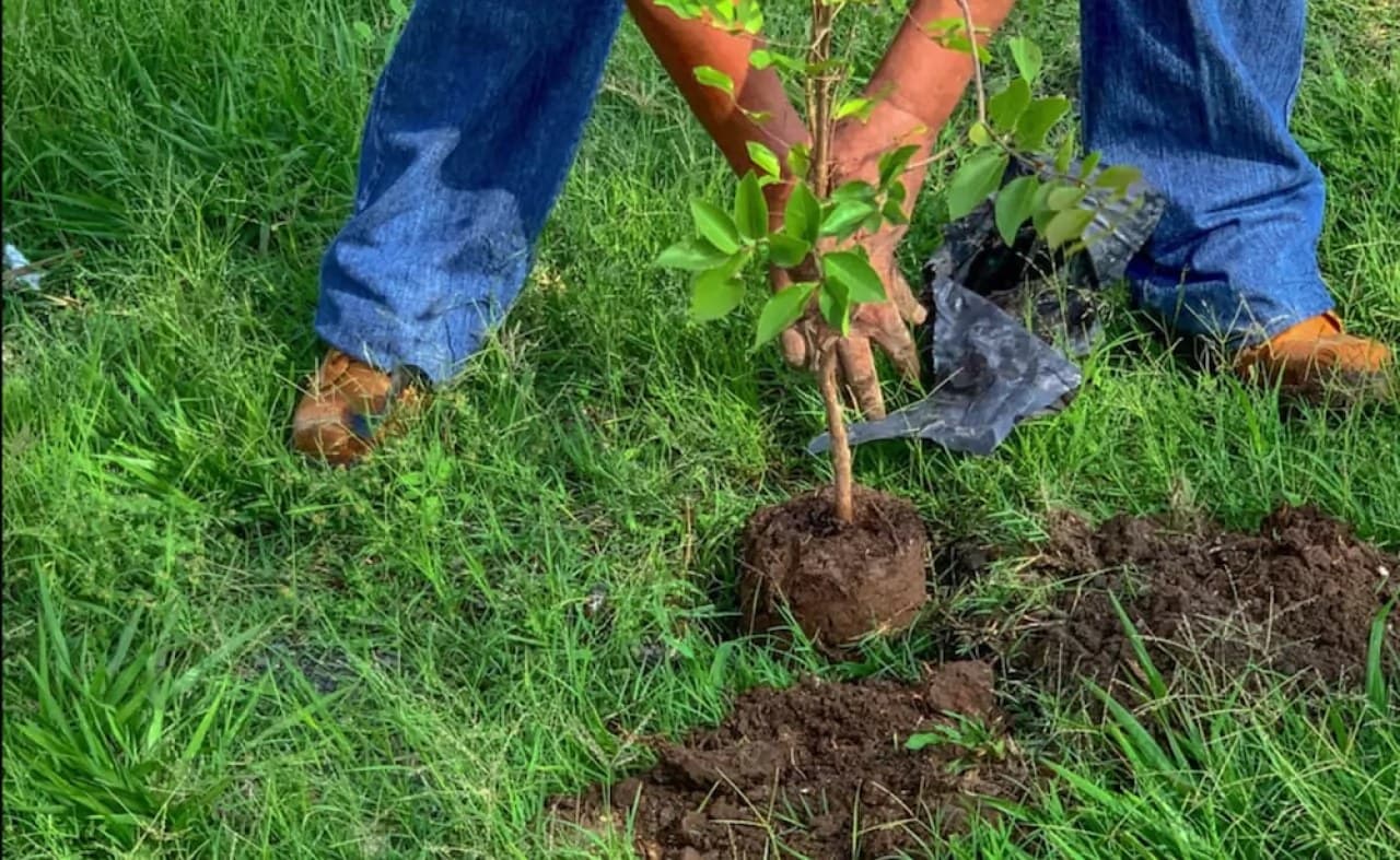 Plantarán más de tres mil árboles en espacios públicos de Tepic