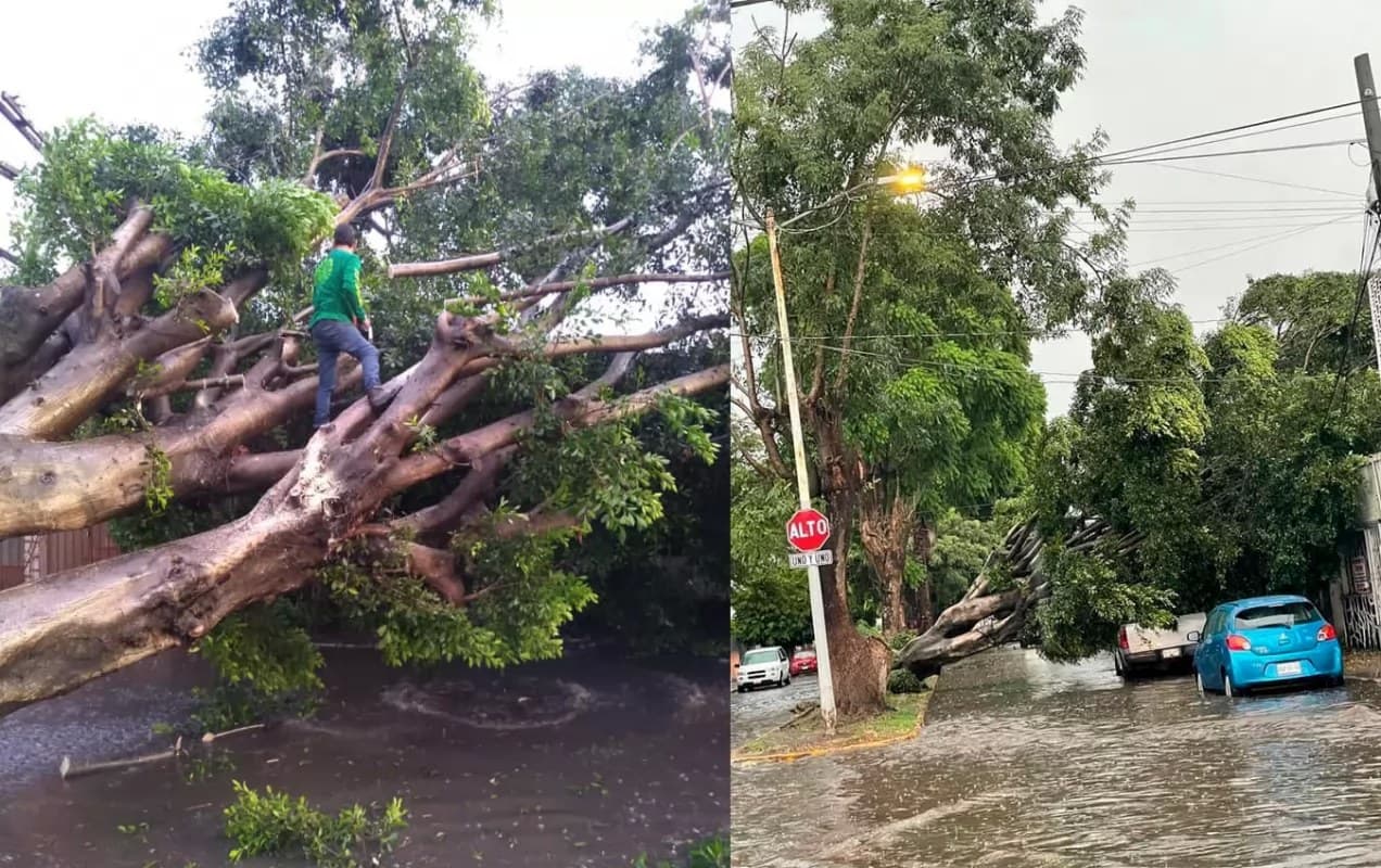Derribó tormenta más de 10 árboles en Tepic