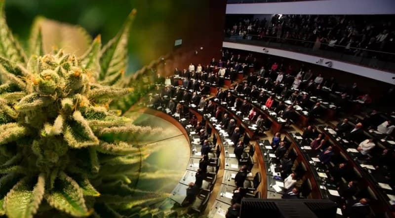 Despenalización de la mariguana se decidirá hasta septiembre