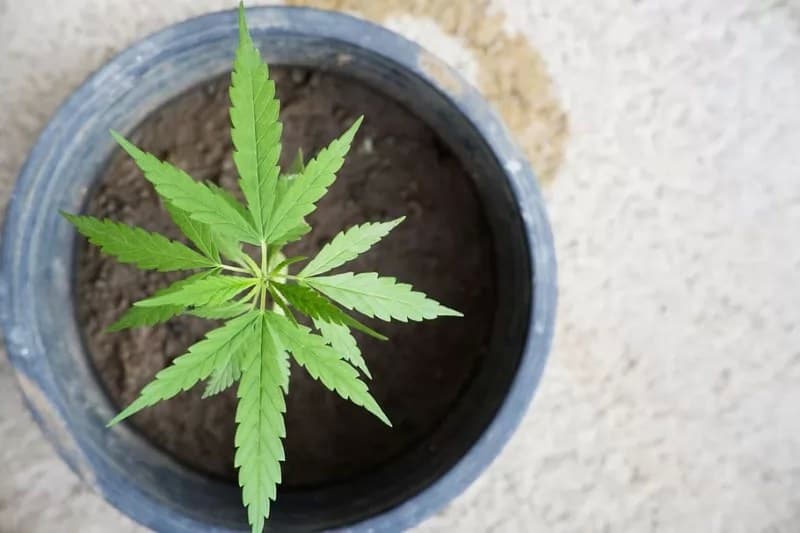 Decisión a la industria de marihuana da revés en el Senado: CCN