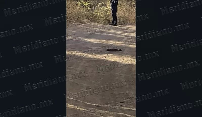 Hallan un brazo humano en el camino a La Palapa