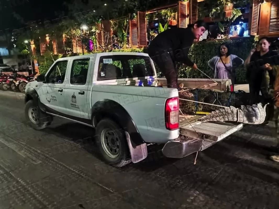 Por fin, logran capturar el cocodrilo junto al hotel los tules