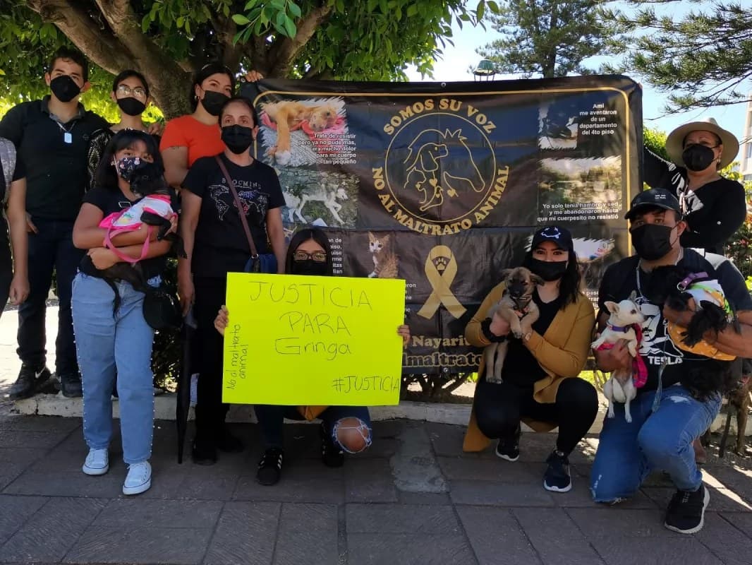 ¡No al maltrato animal!: Exigen justicia para \"La Gringa\"