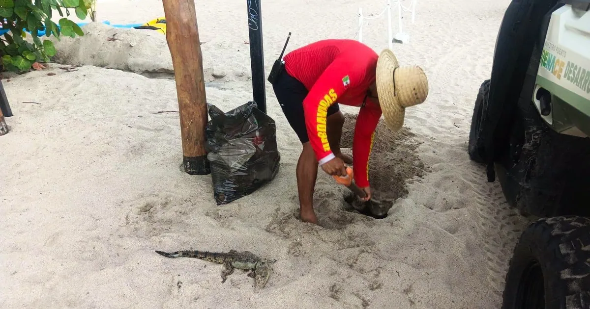 Hallan octavo cocodrilo muerto en Puerto Vallarta; buscan la causa