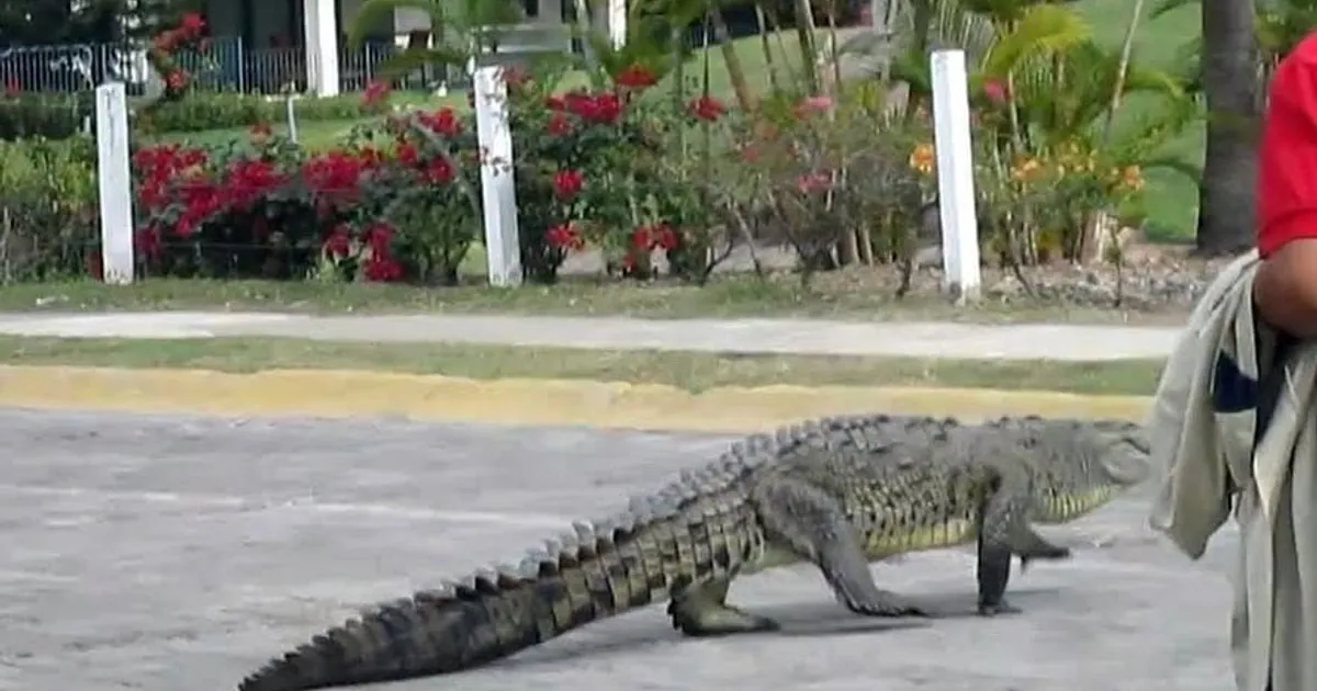 Suman 11 cocodrilos muertos en Puerto Vallarta y Bahía de Banderas