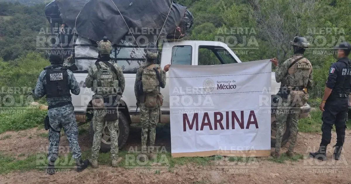 Operativo en La Laguna, Nayarit: decomisan 400 kilos de mariguana y armamento