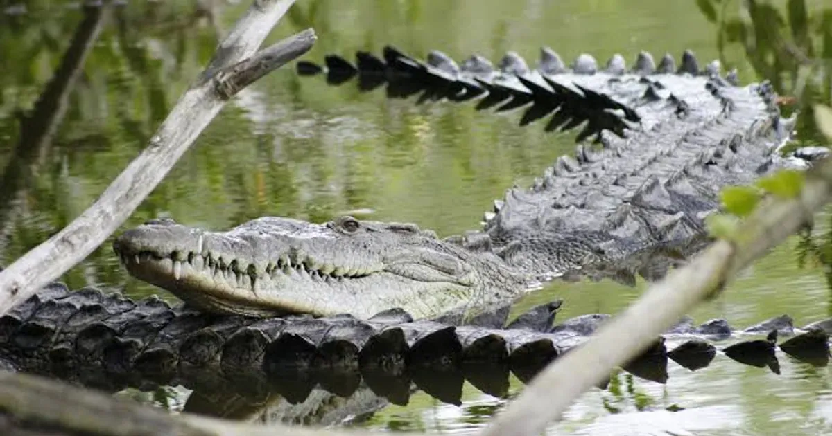 Jalisco evalúa mover cocodrilos que habitan zonas urbanas de Puerto Vallarta