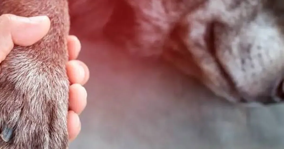 Legisladores proponen 3 días de duelo laboral pagado por muerte de mascotas