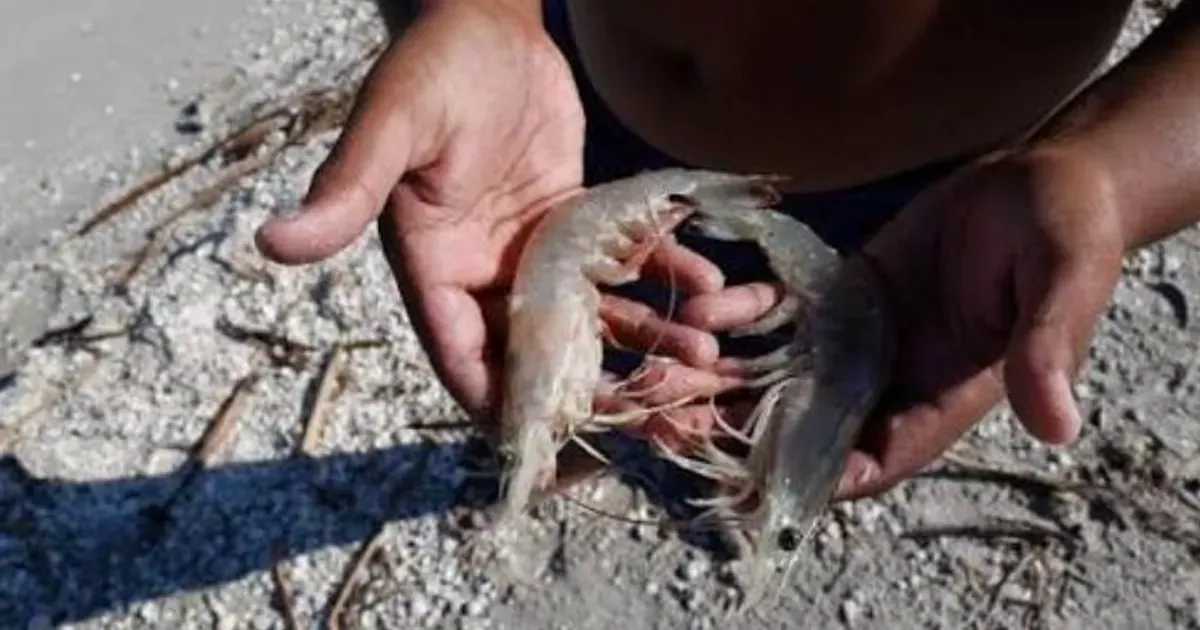 Levantan veda de camarón en Nayarit; pesca inicia de inmediato