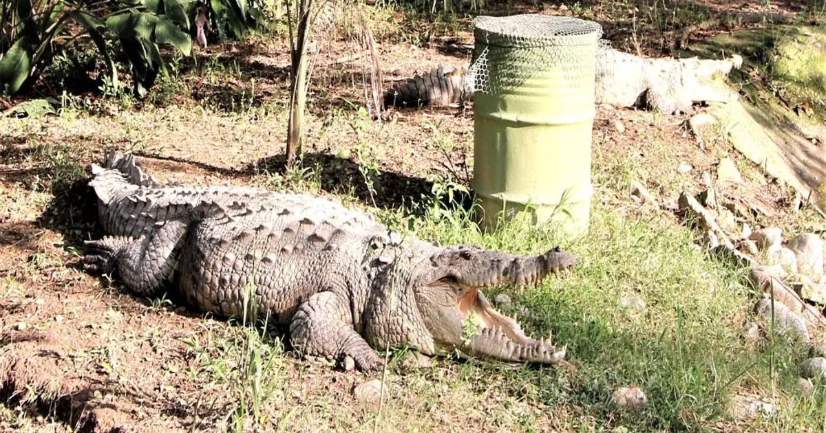 Nayarit y Jalisco unen fuerzas para regular la convivencia con cocodrilos