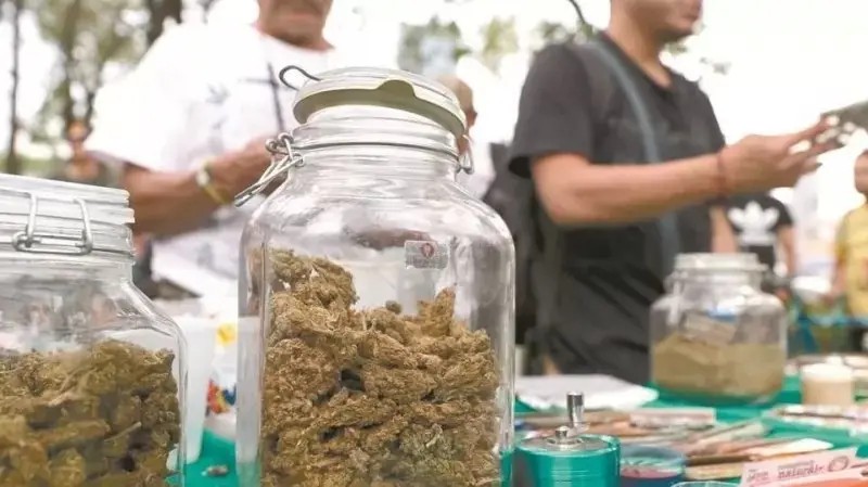 Regulación del cannabis en México: límites y desigualdad