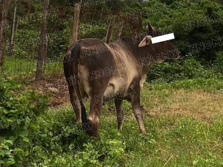 Motociclista choca contra una vaca