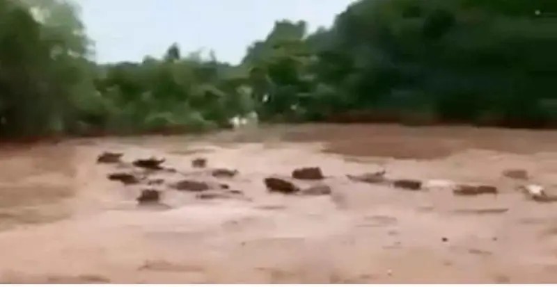 VIDEO: Vacas son arrastradas por el cauce de un rio en Nayarit
