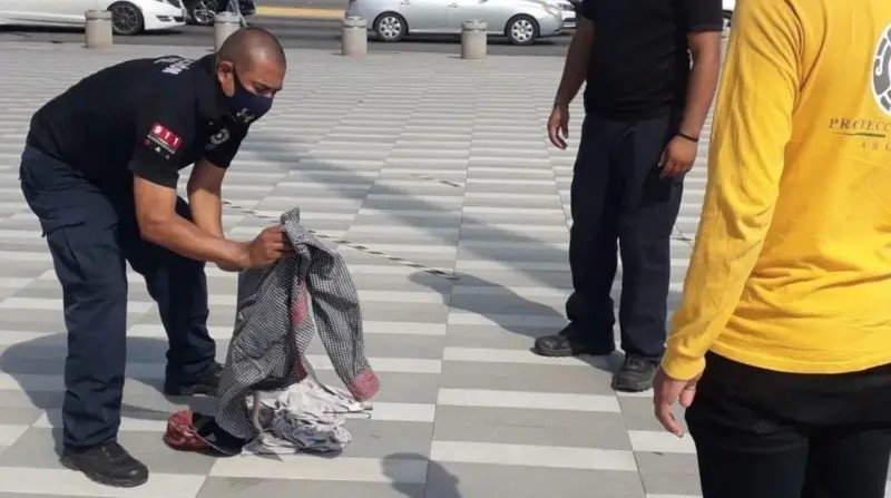 Los Mochis. Logran capturar serpiente en las inmediaciones del Teatro