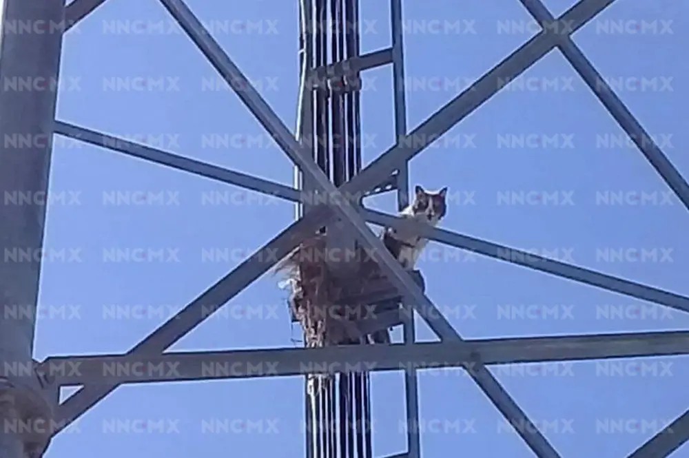 Tepic. Rescatan a gatito en la colonia San Juanito