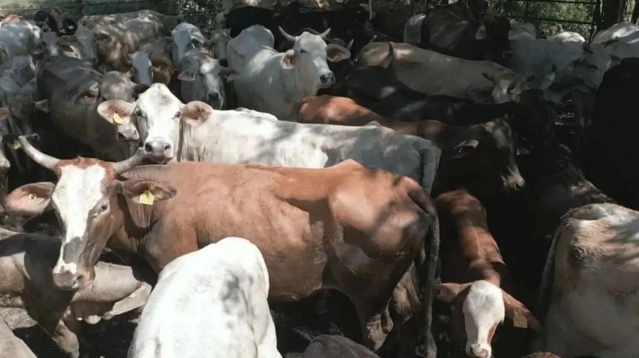 Destaca el ganado sano en Nayarit