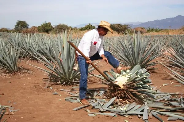Aplicarán impuesto a la producción del agave
