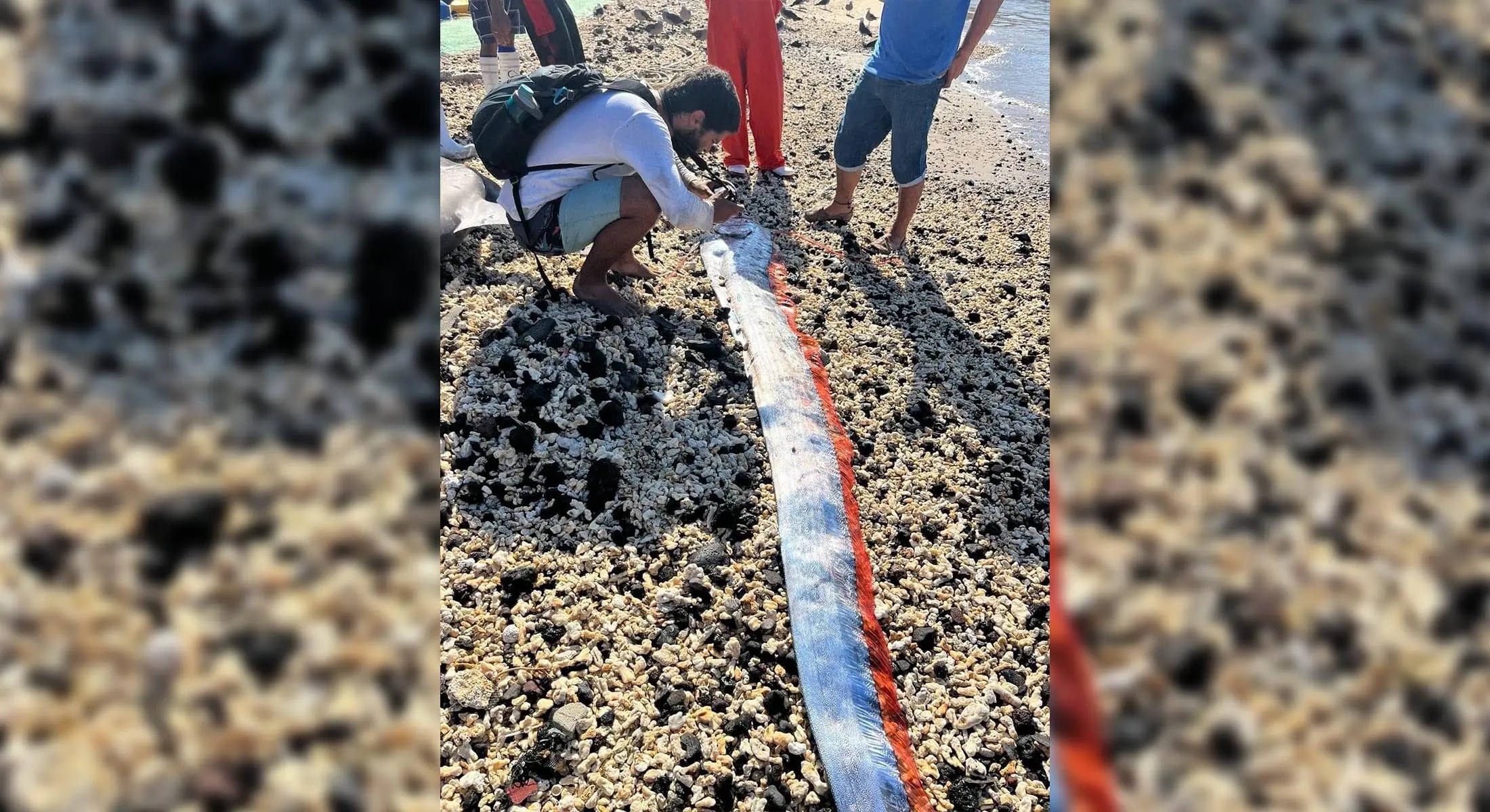 Aparece pez remo en Nayarit