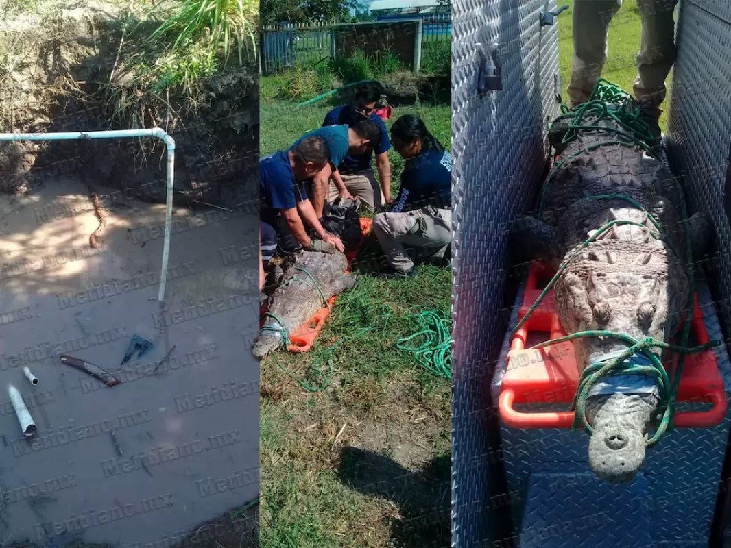 ¡capturan cocodrilo en secundaria de nuevo vallarta!