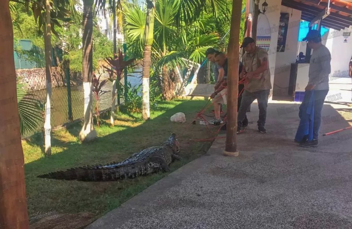 ¡por tercera ocasión capturan cocodrilo!