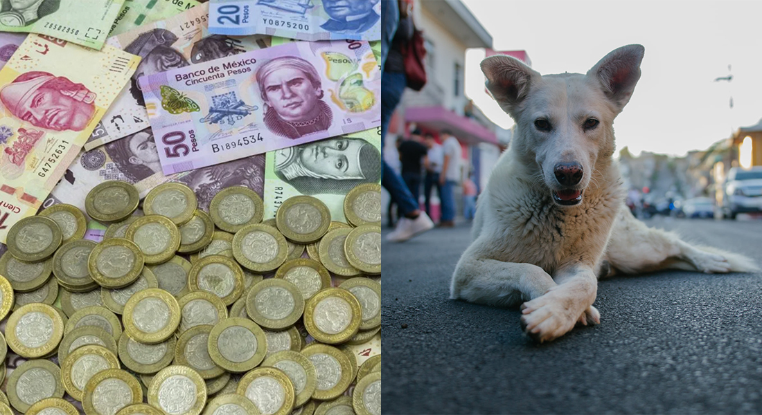 Multarán a quien no registre su mascota en Tepic