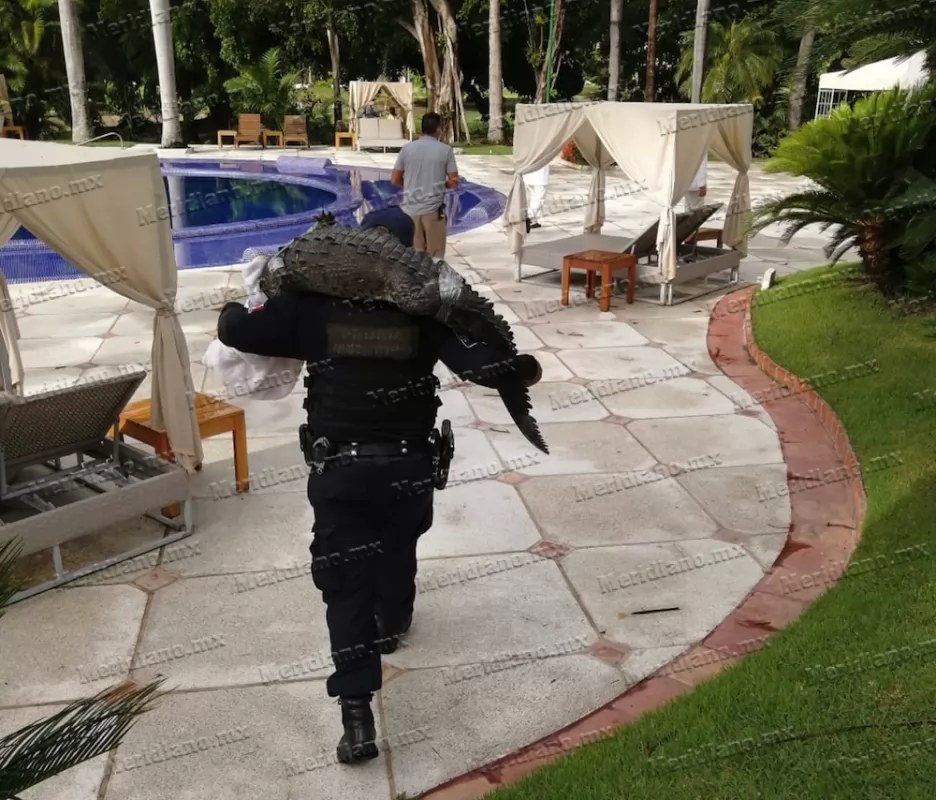 ¡capturaron cocodrilo en el hotel casa velas!