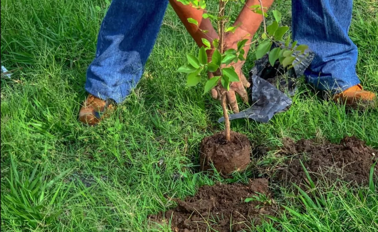 Plantarán más de tres mil árboles en espacios públicos de Tepic