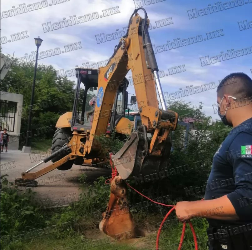 ¡hallan una vaca muerta dentro de alcantarilla!