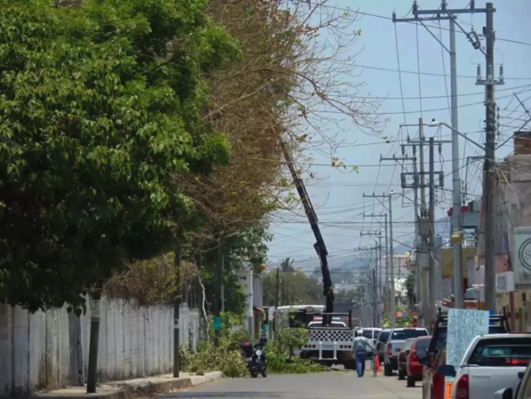 Amenazan árboles con provocar apagones; Piden mayor coordinación