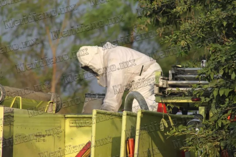¡campesino fue atacado por enjambre de abejas!