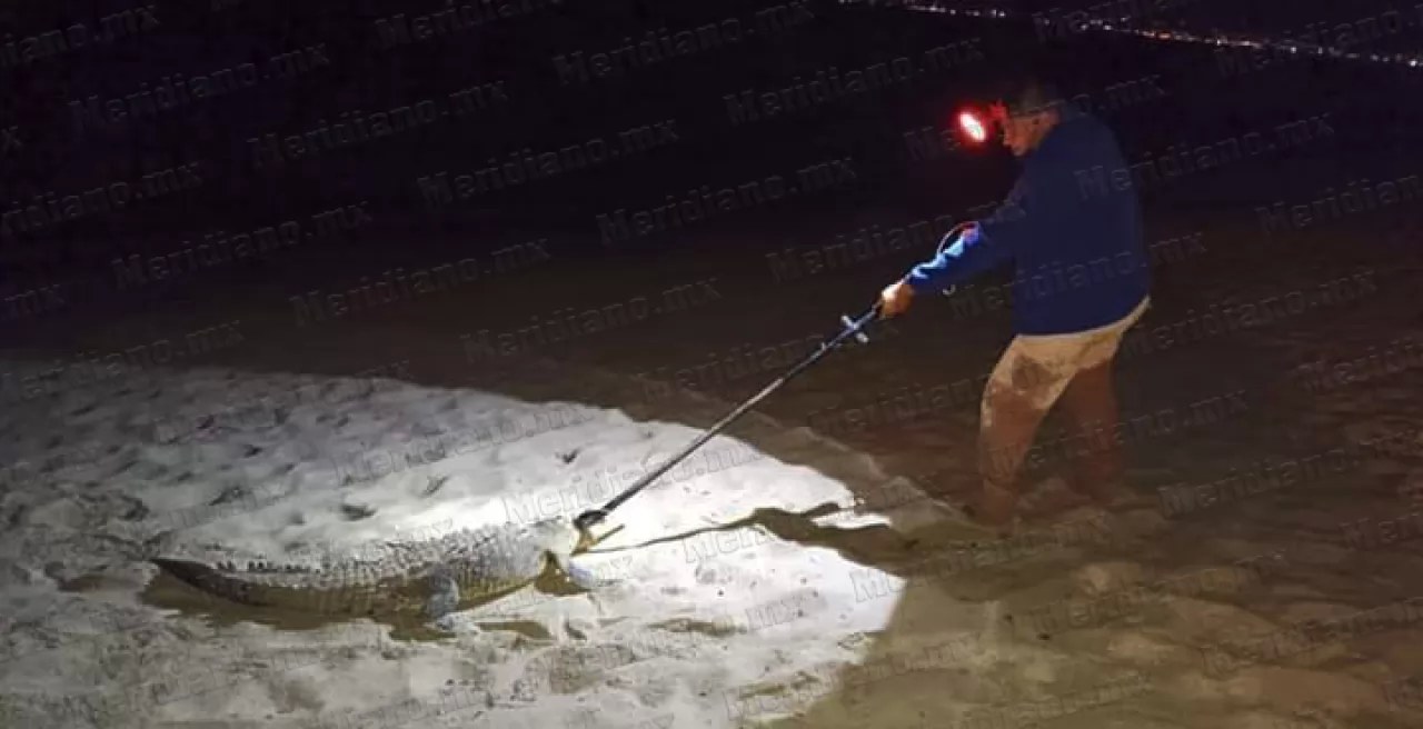 Capturan a cocodrilo en Nuevo Vallarta