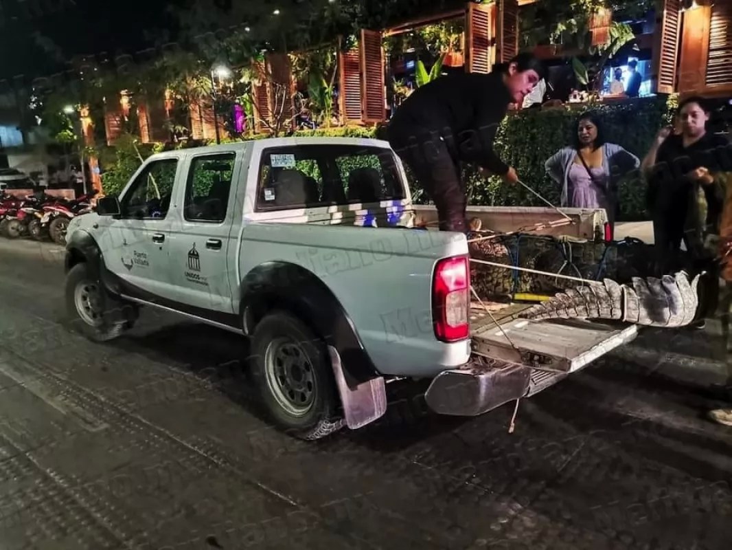 Por fin, logran capturar el cocodrilo junto al hotel los tules