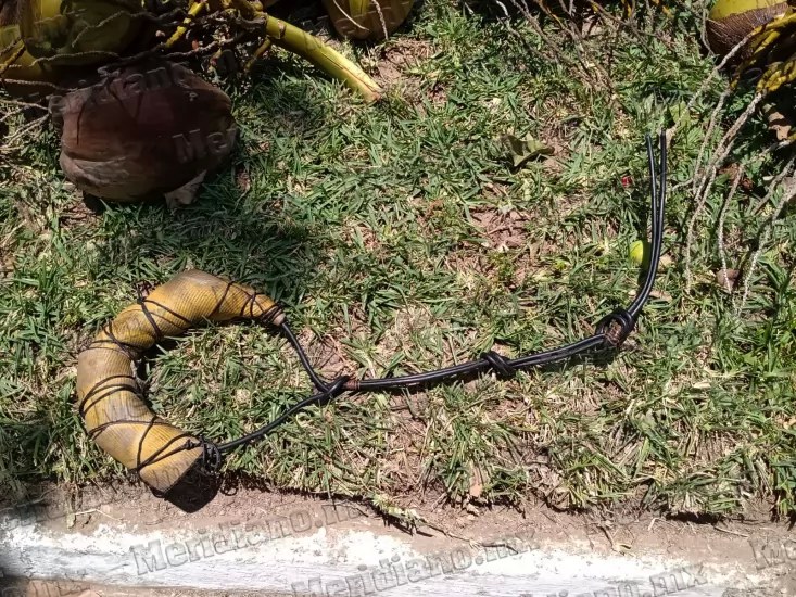 ¡jardinero cayo de una palmera!