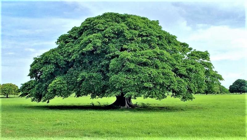 Invitan a nominar un Árbol como Patrimonio Ambiental de Bahía de Banderas